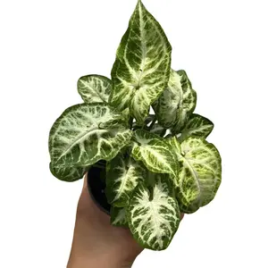 Syngonium Mouse Ears 4" Pot - Tropical Houseplant with Arrow-Shaped Leaves, Requires Moderate to Bright Indirect Light, Easy Care