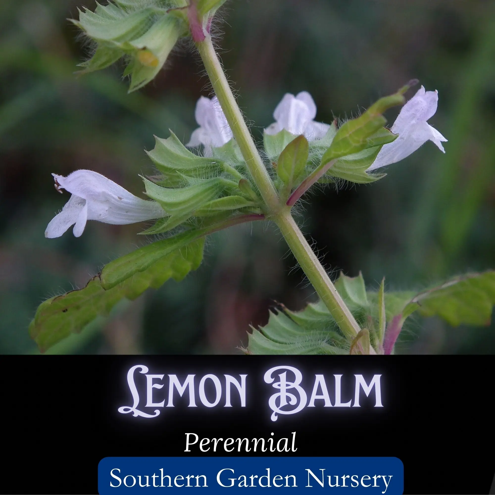 Lemon Balm Seeds, Heirloom Melissa officinalis, Medicinal Herb Seed Packet, Bee & Butterfly Garden Seeds