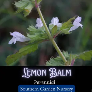 Lemon Balm Seeds, Heirloom Melissa officinalis, Medicinal Herb Seed Packet, Bee & Butterfly Garden Seeds