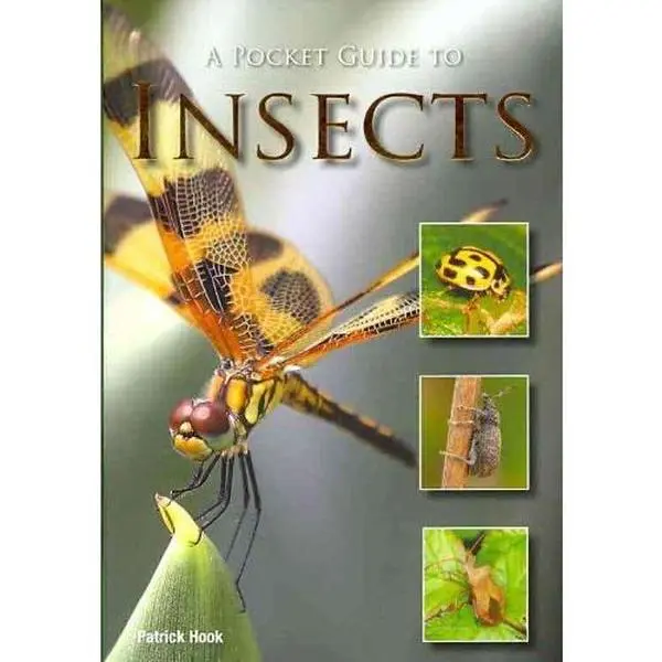 USED-A Pocket Guide to Insects by Patrick Hook (Paperback)