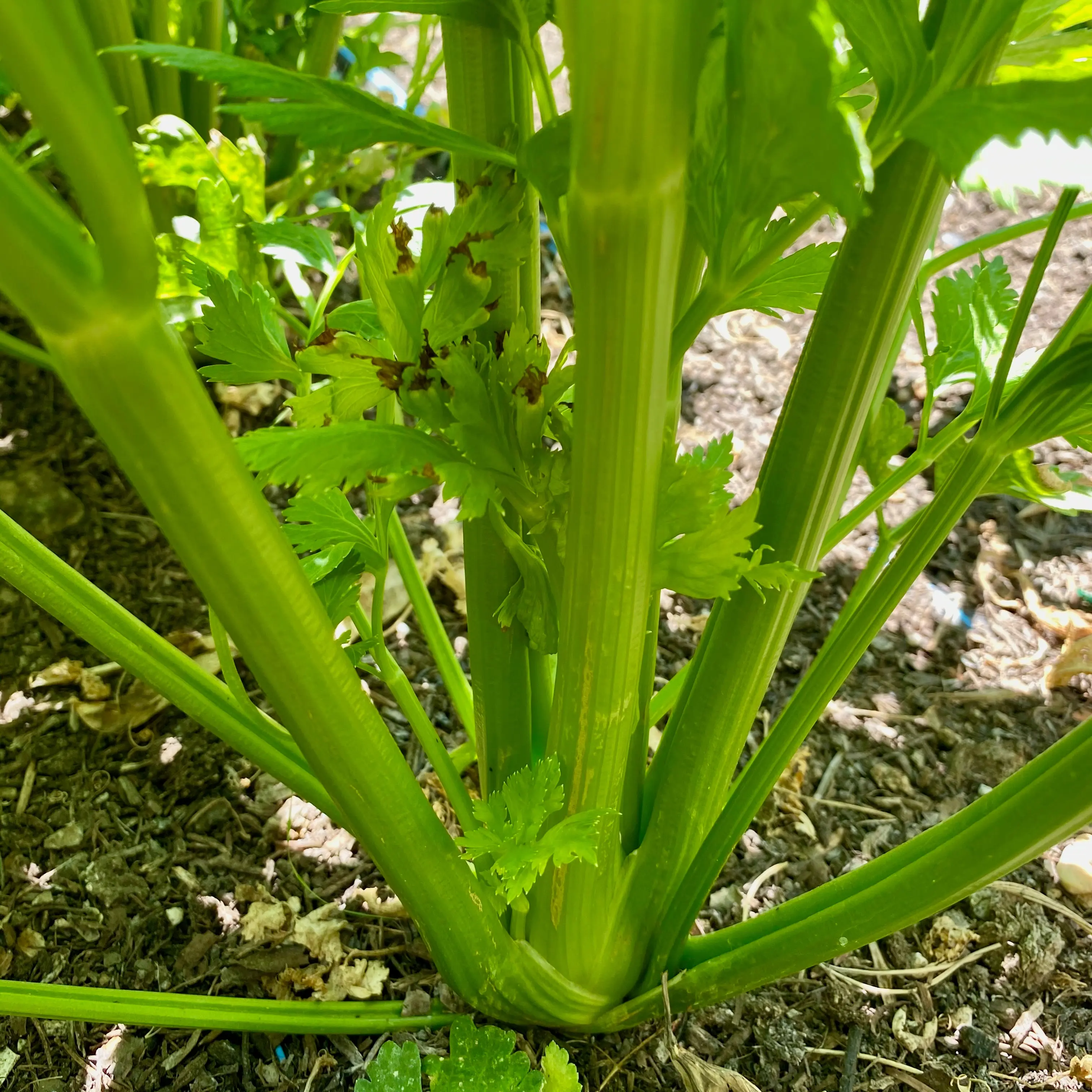 Tango Celery