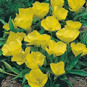 Evening Primrose Seeds Annual, Hardy, Easy to Grow & Low Maintenance Flower Seeds for Planting Vibrant Soft Yellow Blooms, for Containers, Borders & Erosion Control