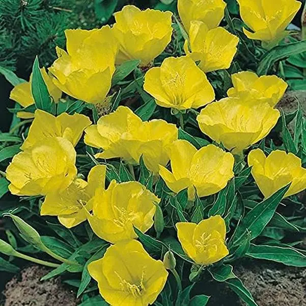 Evening Primrose Seeds Annual, Hardy, Easy to Grow & Low Maintenance Flower Seeds for Planting Vibrant Soft Yellow Blooms, for Containers, Borders & Erosion Control