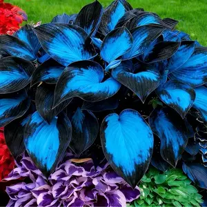 1000+ Rare Blue Black Hosta Seeds Grow Your Own Mysterious Dark Foliage Garden at Home