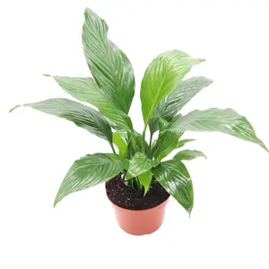 Peace Lily Plant - 6'' from California Tropicals