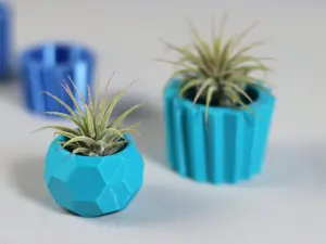 Mini Air Plants with Pots Set - 1 Inch and 20mm