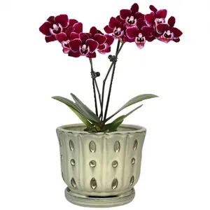 Ceramic Orchid Pot with Attached  and Drainage Hole 6'' Orchid Planter (Cream)