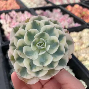 Rare Succulents - Echeveria Lenore Dean variegated (2.5"-3.5")