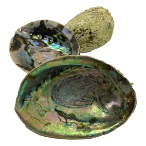 Beautiful Pacific Hand-Picked Abalone Shell - Jewelry Bowl - Home Decor - Craft Supply