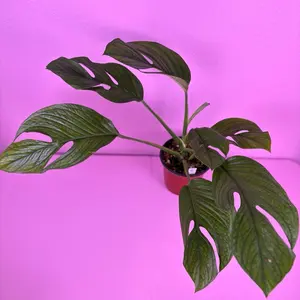 Monstera Pinnatipartita | Split Leaf Monstera | Rare Plant