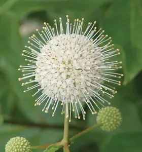 Buttonbush Shrub - Cephalanthus Occidentalis - Button Bush Tree Live Plant - 6-12" Tall Live Plant in 4" Pot - Button Bush Seedlings