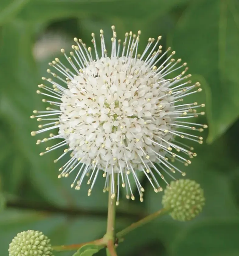 Buttonbush Shrub - Cephalanthus Occidentalis - Button Bush Tree Live Plant - 6-12" Tall Live Plant in 4" Pot - Button Bush Seedlings