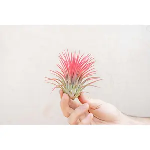 XL Tillandsia Ionantha Rubra Air Plants [Single Plant]