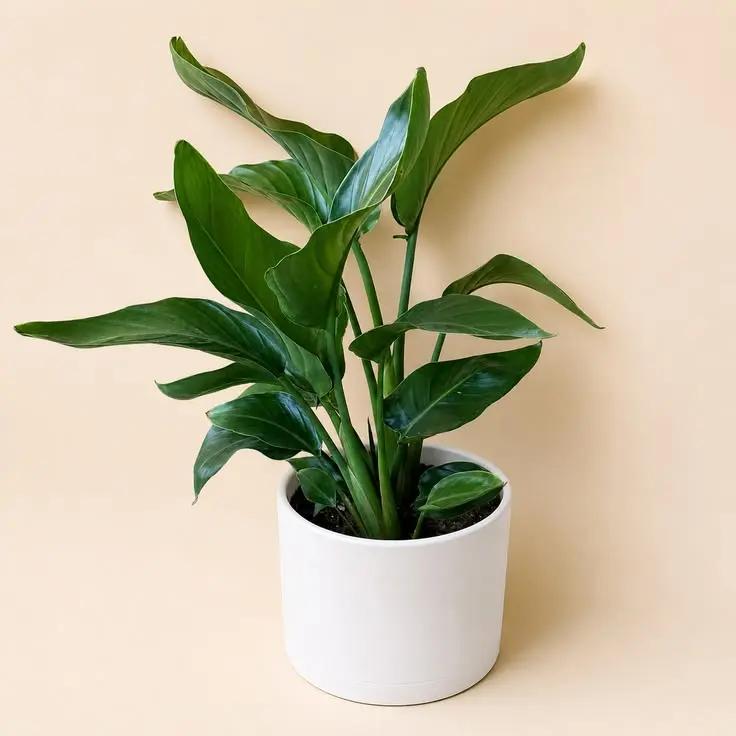 Philodendron Golden Diamond Live Plant - Evergreen Foliage Houseplant, Balcony Safe Decor for Living Room (Garden & Home Improvement Supply)