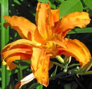 3 Double Orange Daylily Bulbs for Planting, Reblooming Daylilies Bulbs, Perennial Flowers Bulbs