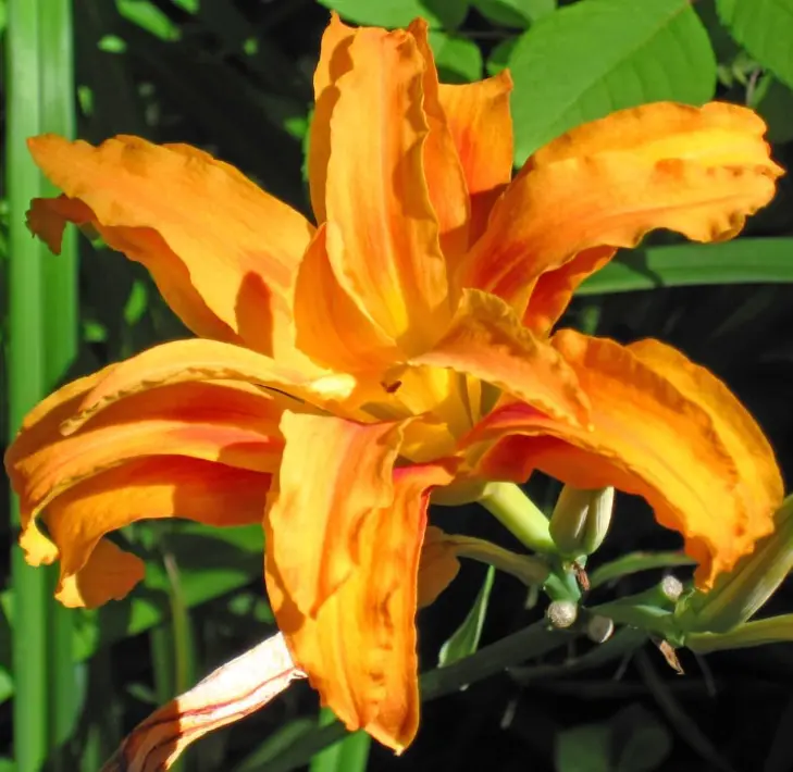 3 Double Orange Daylily Bulbs for Planting, Reblooming Daylilies Bulbs, Perennial Flowers Bulbs