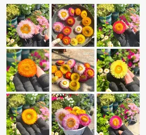 50000 Pcs Muti-color double petal sunflower seeds