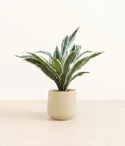 Dracaena Warneckii