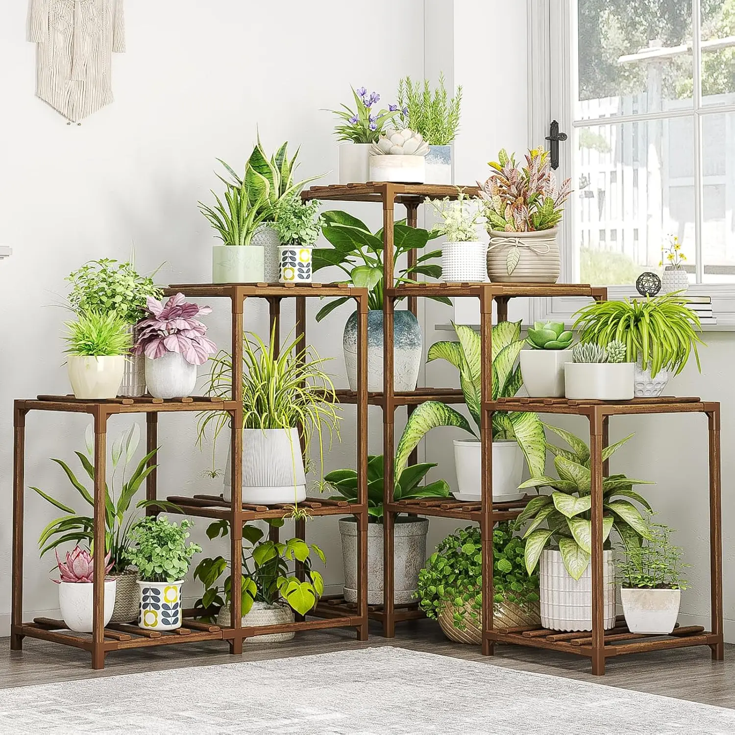 spider plant hanging basket Spider Plant, Spider Ivy, Ribbon Plant in Hanging Basket main image 0