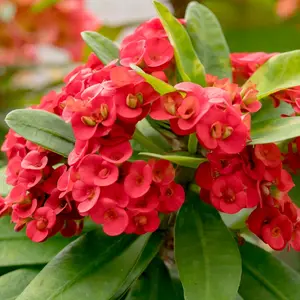 2 cuttings  pack Karla Crown of Thorns Plant - Red Blooms - corona de Cristo Euphorbia splendens Cuttings 4-5 Inches Long Starter Plant in Pot Easy Houseplant for Good Luck gardening lazy