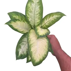 Dieffenbachia Camille - 4 Inch