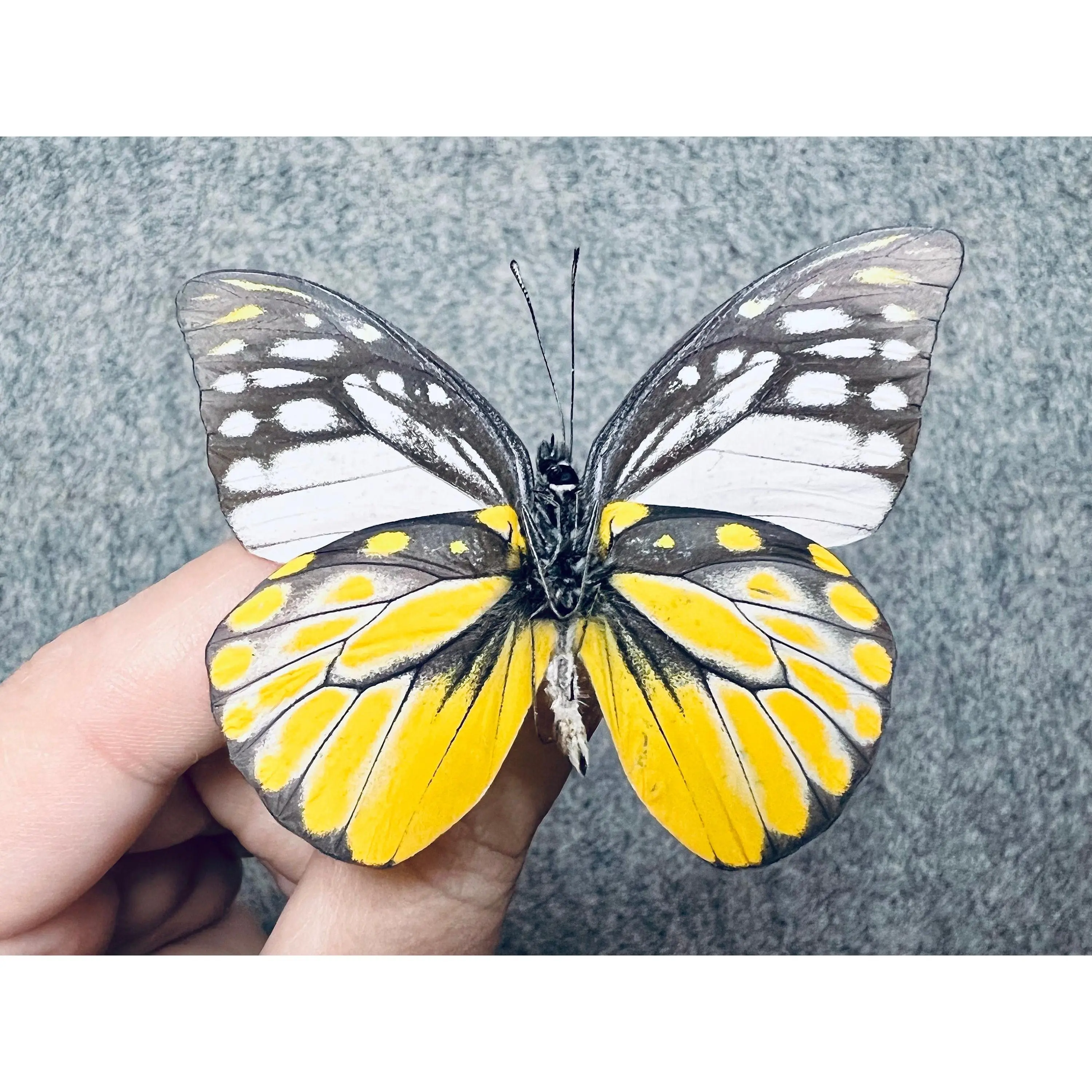 Spotted Sawtooth butterfly, Prioneris thestylis, UNMOUNTED (Wings FOLDED), Preserved, Dried, Real, Papered