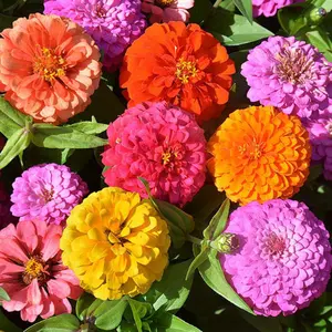 California Giant Zinnia Flower Seeds Mix - 100+ Open Pollinated Seeds for Attracting Bees & Butterflies - Fast Growing All-Seasons Garden Plants