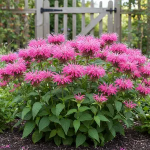 1000 Pink Bee Balm Seeds – Monarda didyma – Fringed Pink Blooms – Hardy Perennial Garden Flower