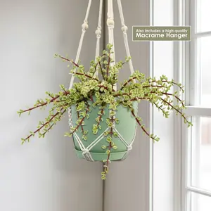 Rainbow Bush - Portulacaria afra variegata