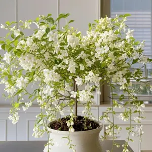 [Buy two, get one free] Jasmine seeds, the elegant falling white butterfly flowers, the fragrant evergreen potted shrubs, the rare hanging-flowering ornamental plants, and the easy-to-care perennial flower plants with long-lasting blooming periods.