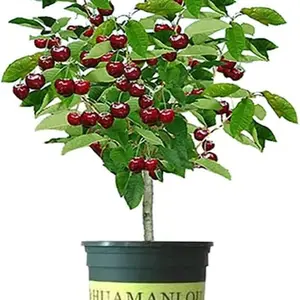 Mixed Dwarf Bonsai Fruit Tree Seed Set - Grows 6 organic heirloom varieties including blueberry, cherry, strawberry, raspberry and mulberry - Great for indoor pots, balcony gardens, patio containers and compact urban spaces