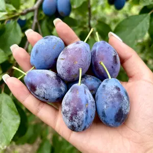 Heirloom Non-GMO plum seeds for Pots or Garden Perfect for North or South Growth Blooms in Spring and Summer Heavy Fruit Production