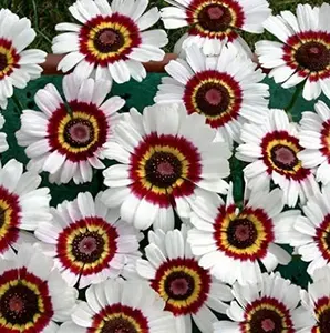 "Painted Daisy" Flower Seeds for Planting, 500+ Flower Seeds Per Packet, Non GMO & Heirloom Seeds, Scientific Name: Chrysanthemum Carinatum