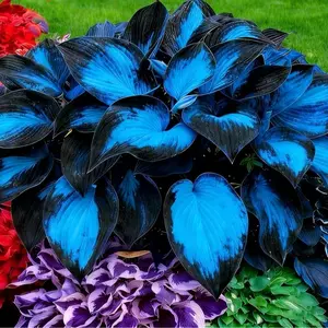 1000+ Stunning Blue Hosta Seeds – Grow Your Own Rare Black-Blue Foliage Garden