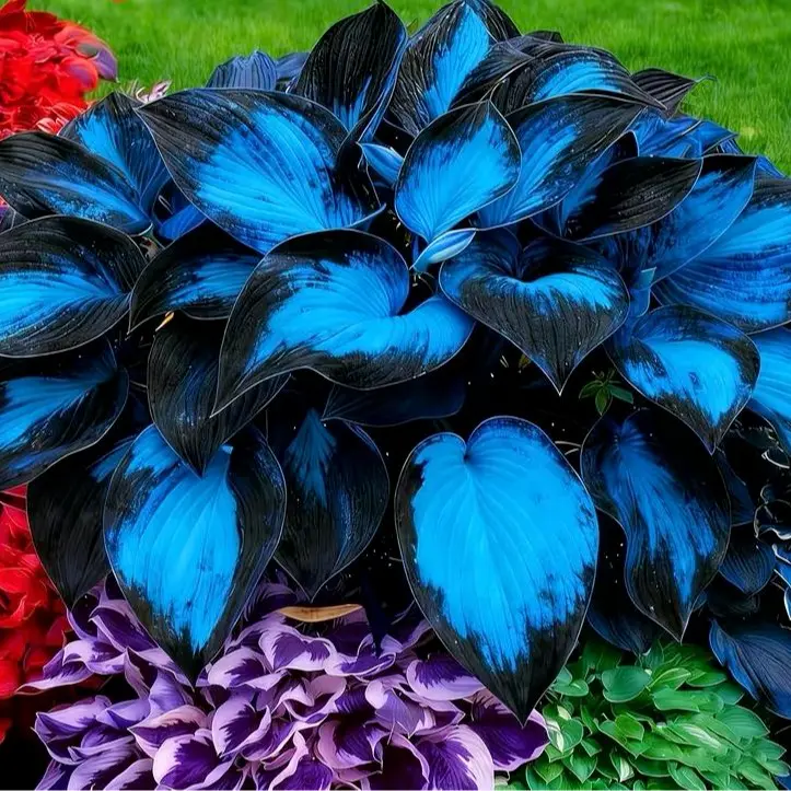 1000+ Stunning Blue Hosta Seeds – Grow Your Own Rare Black-Blue Foliage Garden
