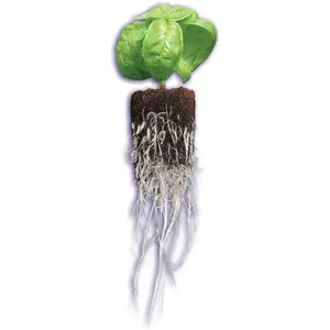 General Hydroponics Rapid Root Dirt Cubes, 50-Count Hydroponic Growth Root Development Aid (GH3253)