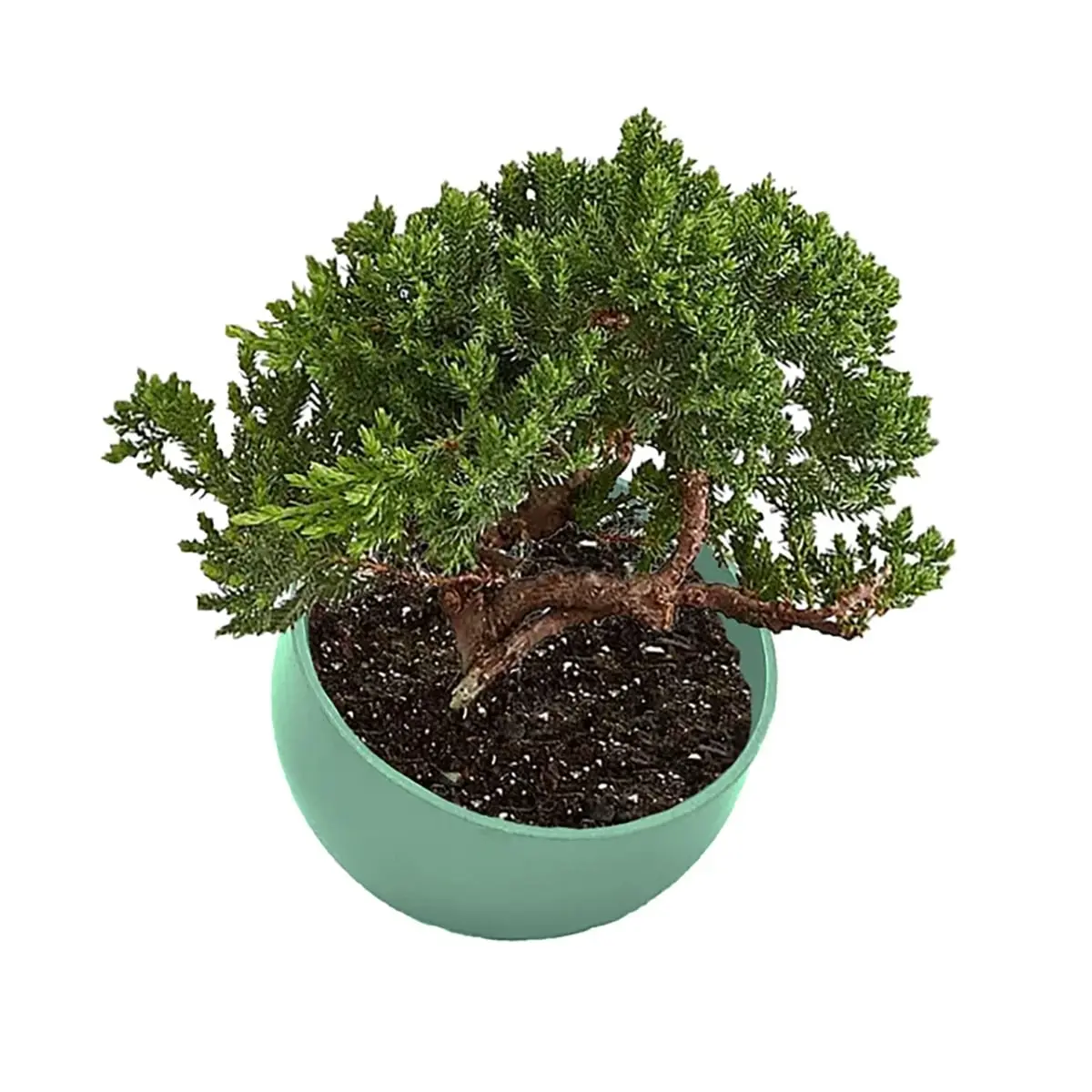 Bamboo Blooms 5-71002 7in. Sage Green Orbital Bamboo Planter