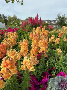 Snapdragon Twinny Peach seeds