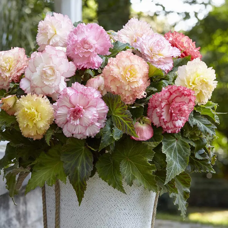 200 Pcs Hardy  Begonia Seeds – Sun & Shade Tolerant, Stunning Flowers for Indoor & Outdoor Spaces