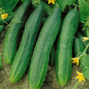 TomorrowSeeds - Straight Eight Cucumber Seeds -  AAS Winner Perfect Slicing Straight 8 Cucumbers Pickle Vegetable Seed Fresh For 2024