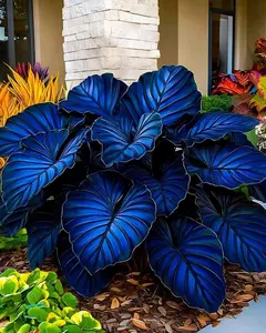 700 Blue Hosta Seeds – Rare Cool-Toned Leaves for a Serene and Elegant Garden