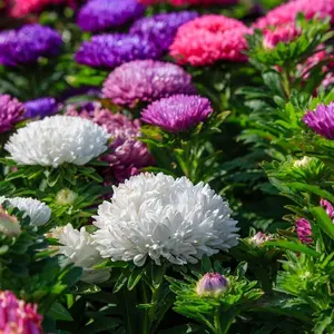 2000PCS Mixed Aster Seeds | Rainbow Color Blooms, Fragrant & Long-Lasting Flowers, Easy-to-Grow Low-Maintenance Plants, Perfect for Garden Beds, Borders, Pots and Outdoor Landscaping, Butterfly & Pollinator-Friendly Variety
