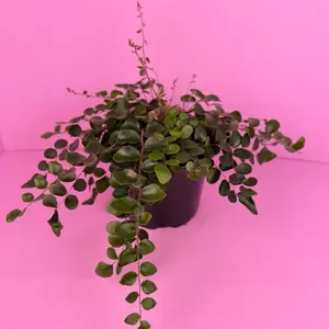 Button Fern 6” | Compact Fern Plant | Live Plant