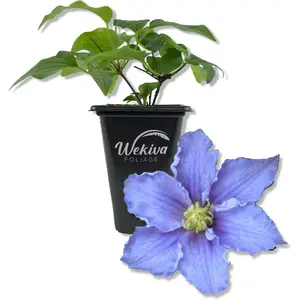 Clematis Will Goodwin - Live Starter Plants in 2 Inch Growers Pots - Starter Plants Ready for The Garden - Rare Clematis for Collectors