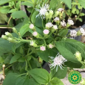 SARAGUEY BREAKING DECK