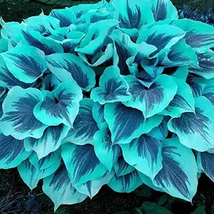 800 Hosta Seeds – Low Care Perennial Garden Favorite