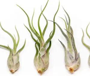 Caput Medusae Air Plant 🪴