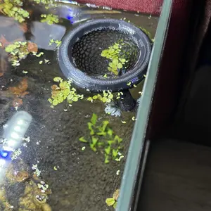 Floating Fish House for Betta, Peacock, Goldfish, Arch Entrance Aquatic Habitat, Mini Aquarium for Small Tanks, Easy Clean, No Power Needed