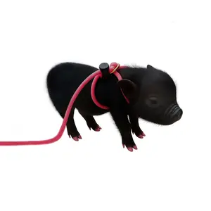 Piggy Poo and Crew 12-Foot Mini Pig Harness - Adjustable Harness & Leash for All Animals - Pigs, Ferrets, Rabbits, Guinea Pigs, Dogs, Cats, and Reptiles