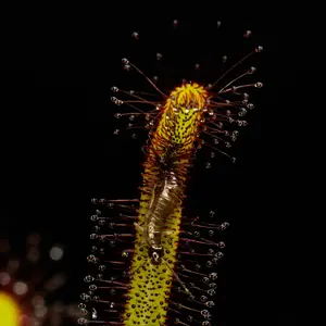 SEEDS - Cape Sundew - Drosera capensis "narrow leaf" - Carnivorous Plant